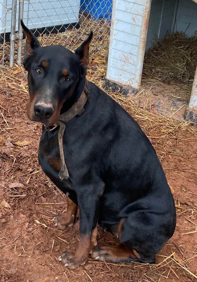 Doberman Pinscher Puppies media 15