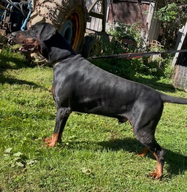 Doberman Pinscher Puppies media 14
