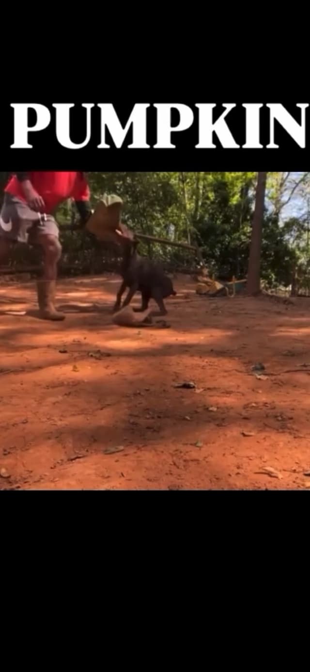 Doberman Pinscher Puppies media 12