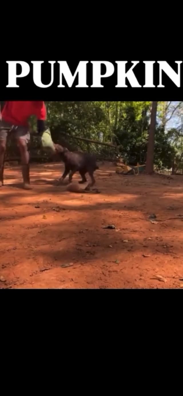 Doberman Pinscher Puppies media 13