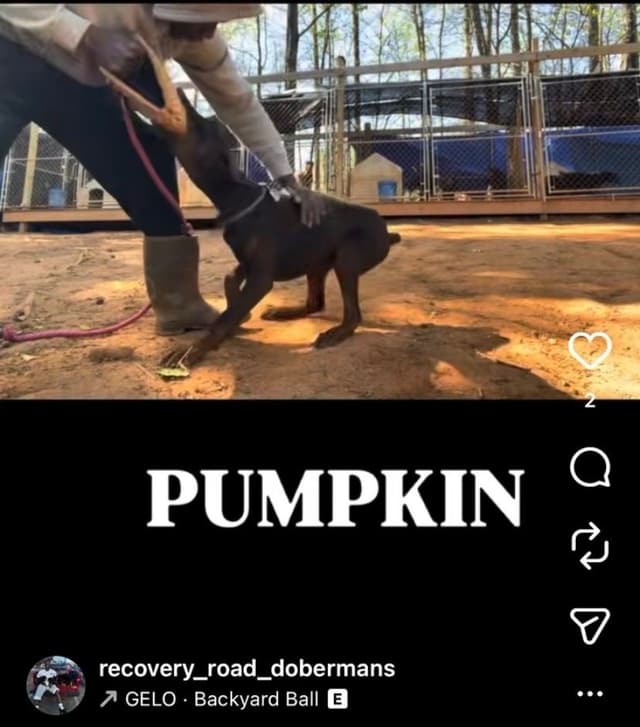 Doberman Pinscher Puppies media 18