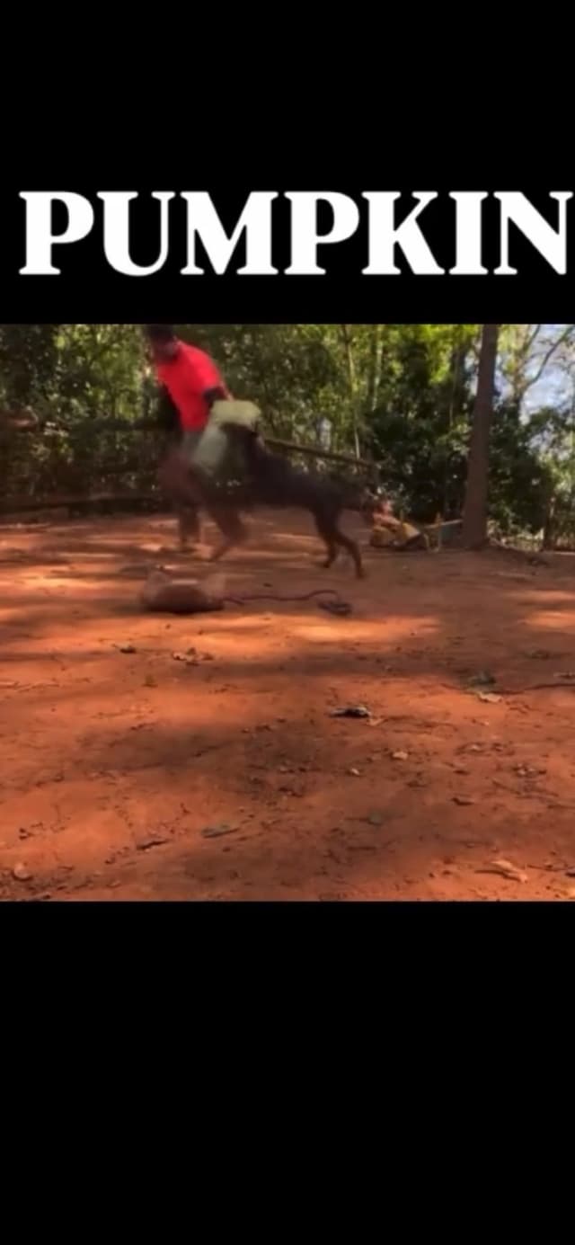 Doberman Pinscher Puppies media 15