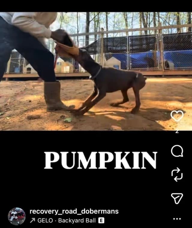 Doberman Pinscher Puppies media 16