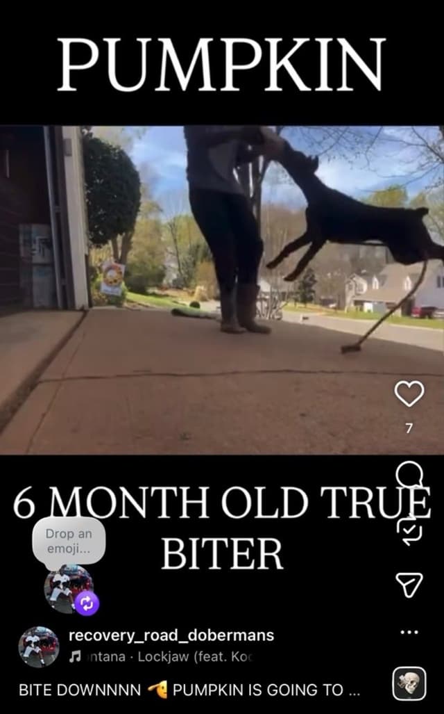 Doberman Pinscher Puppies media 14