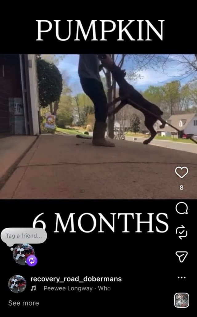 Doberman Pinscher Puppies media 19
