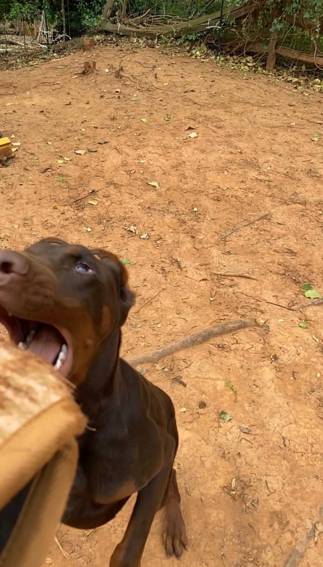 Doberman Pinscher Puppies media 21