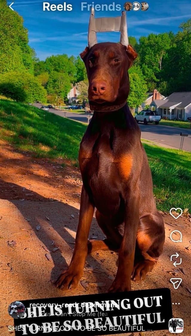 Doberman Pinscher Puppies media 5