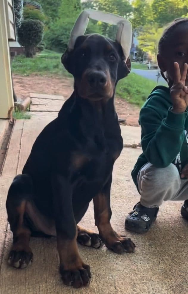 Doberman Pinscher Puppies media 2