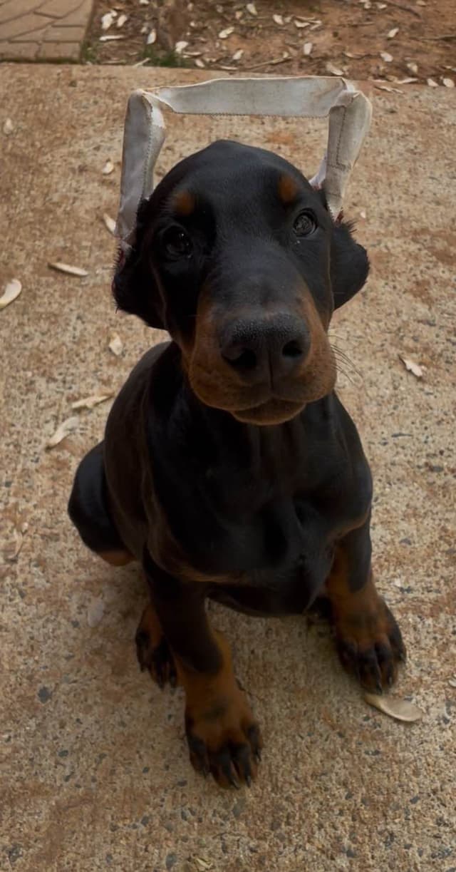 Doberman Pinscher Puppies media 6