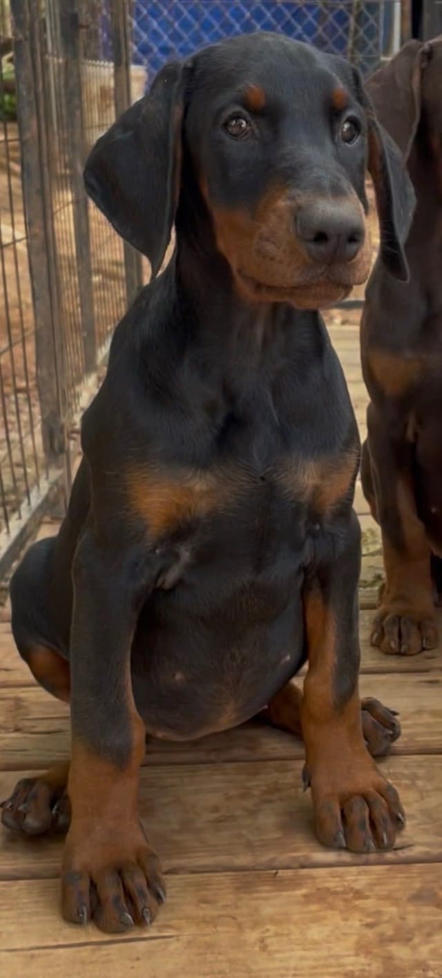 Doberman Pinscher Puppies media 7