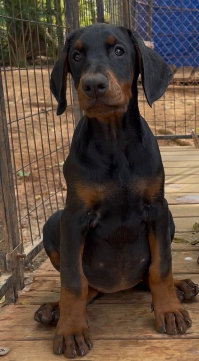 Doberman Pinscher Puppies media 8