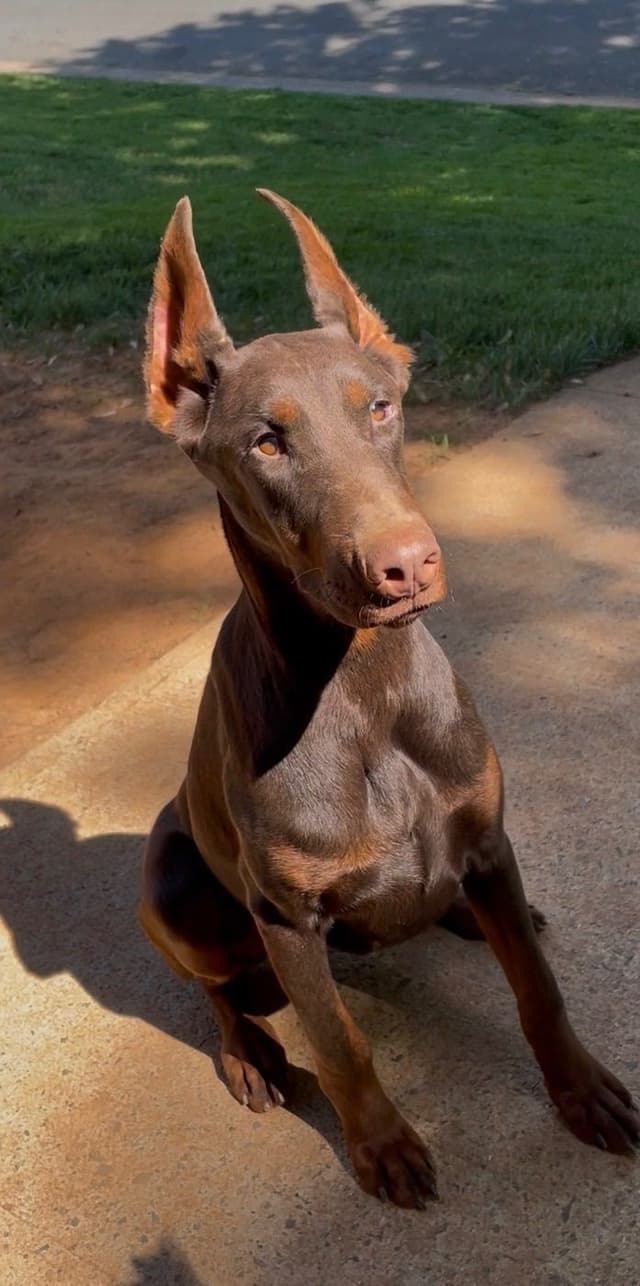 Doberman Pinscher Puppies media 6