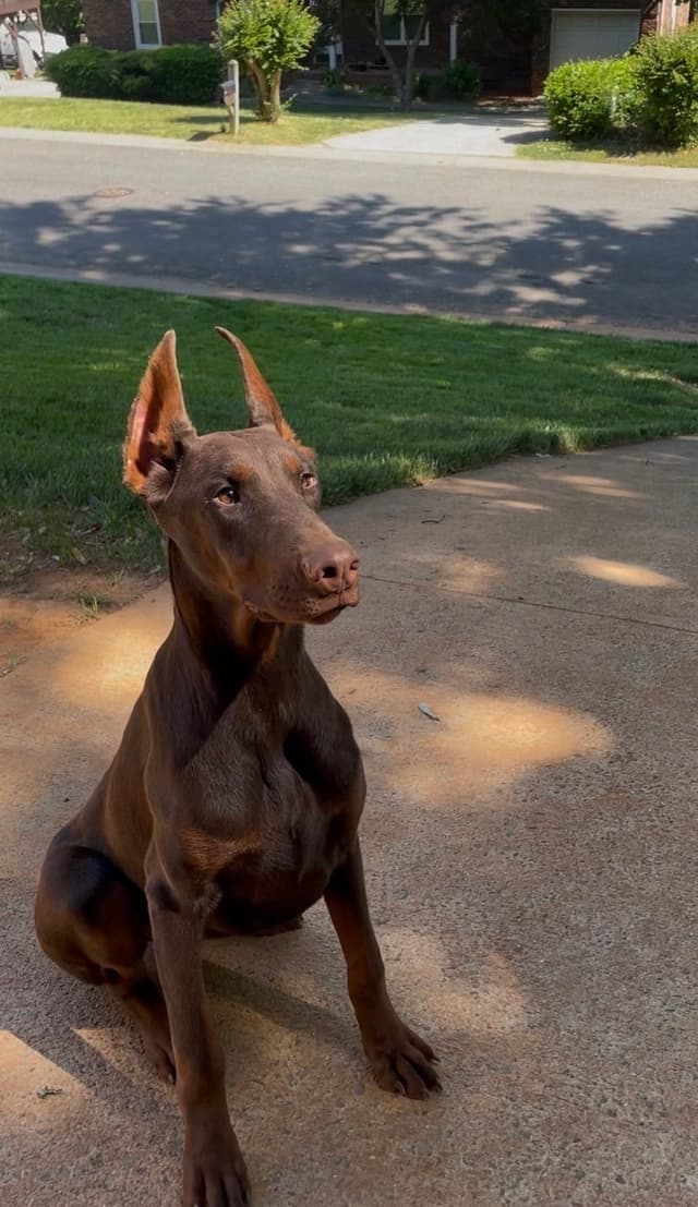 Doberman Pinscher Puppies media 7