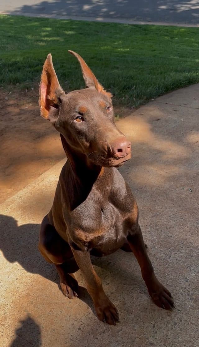 Doberman Pinscher Puppies media 8