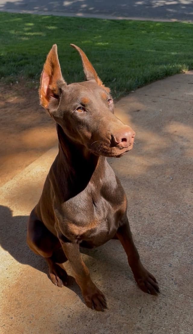 Doberman Pinscher Puppies media 9