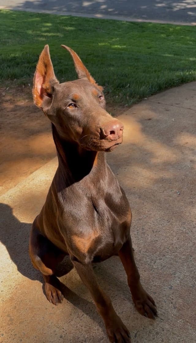 Doberman Pinscher Puppies media 10