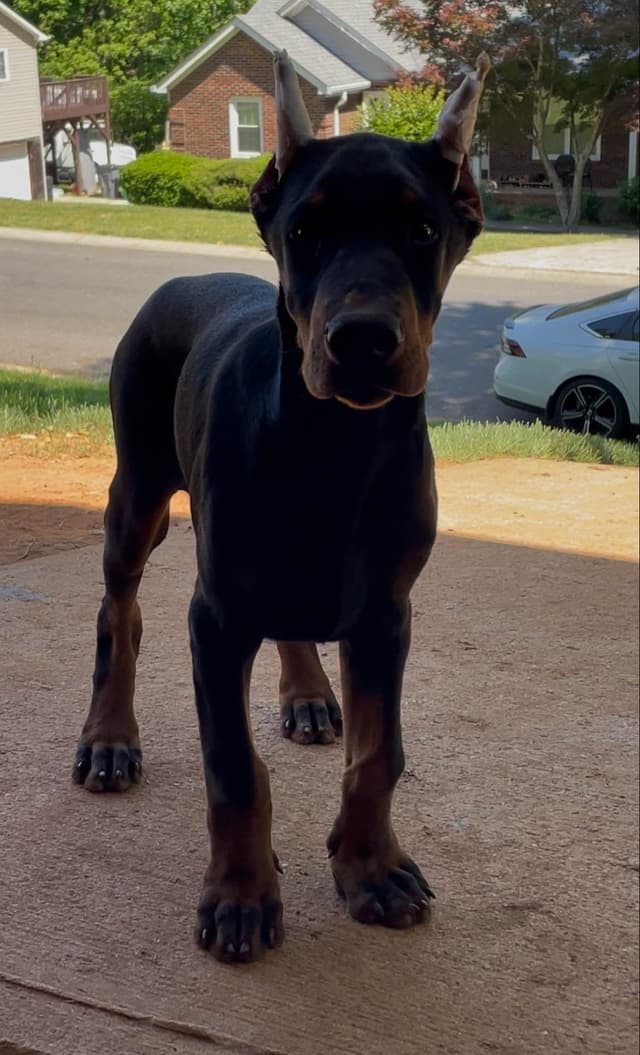 Doberman Pinscher Puppies media 4