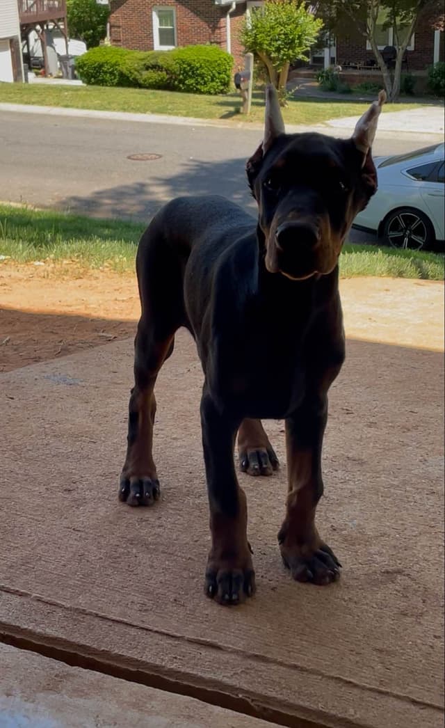 Doberman Pinscher Puppies media 5