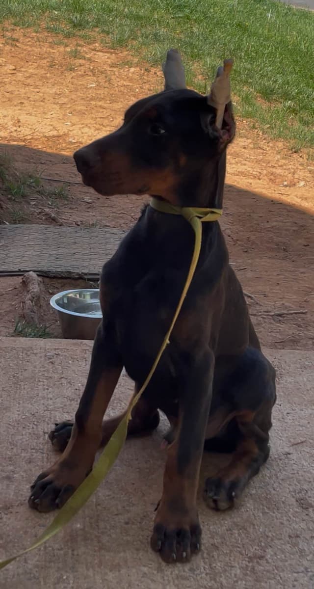 Doberman Pinscher Puppies media 3