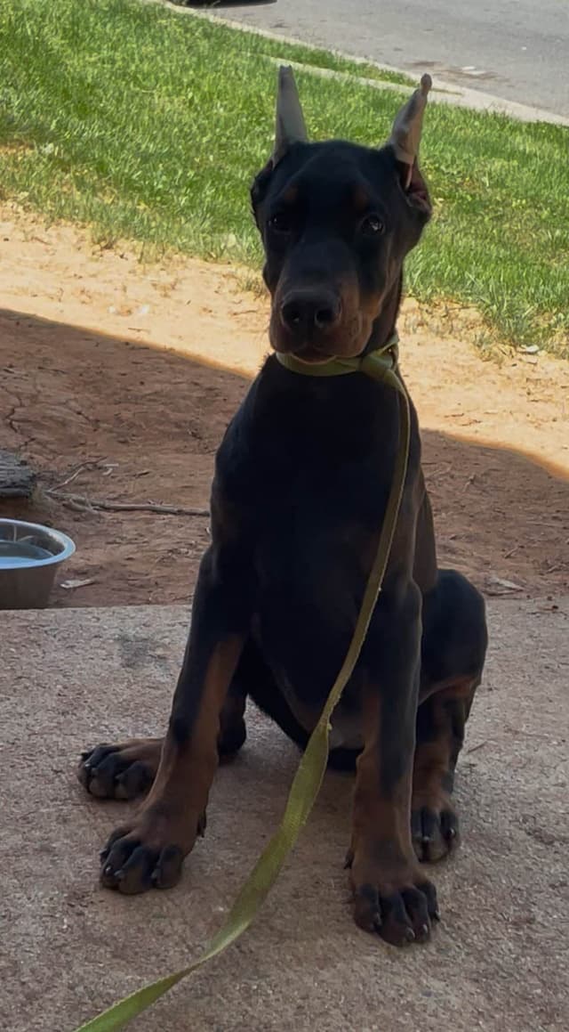Doberman Pinscher Puppies media 9