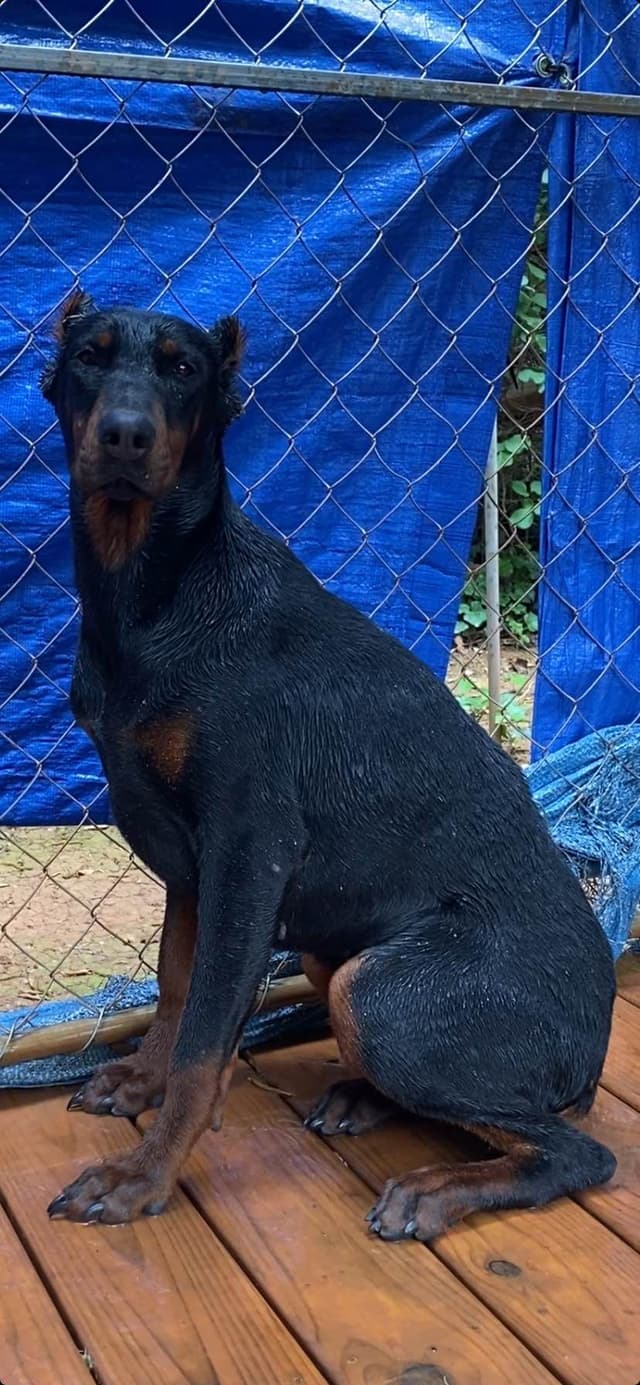 Doberman Pinscher Puppies media 7