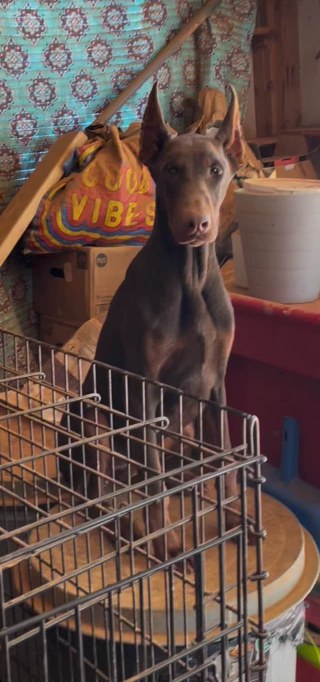 Doberman Pinscher Puppies media 4