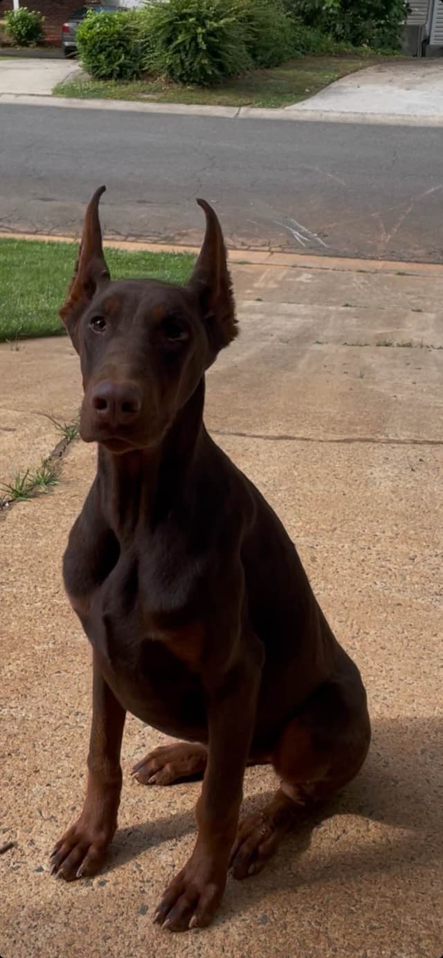Doberman Pinscher Puppies media 2
