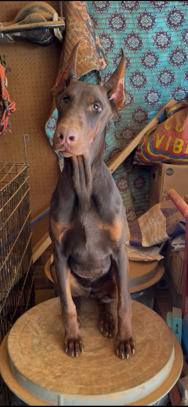 Doberman Pinscher Puppies media 20
