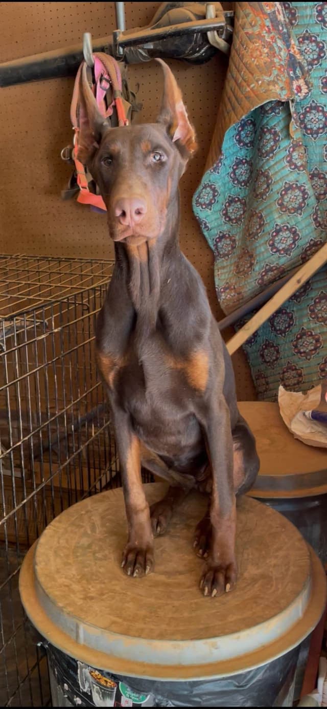 Doberman Pinscher Puppies media 23