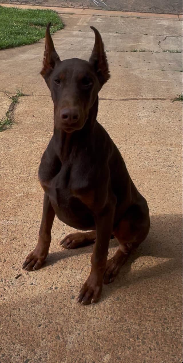 Doberman Pinscher Puppies media 3