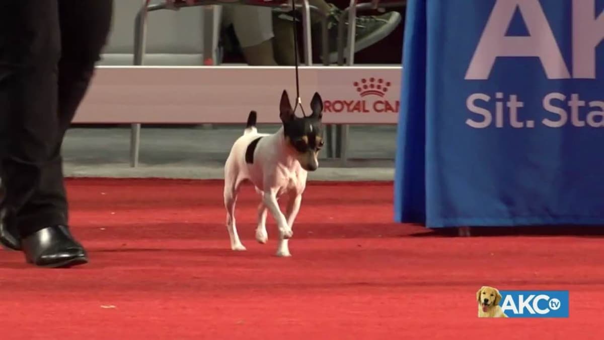 Toy Fox Terrier Puppies breeder image 1