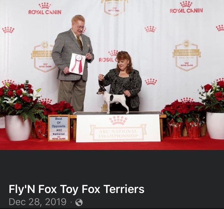 Toy Fox Terrier Puppies breeder image 2