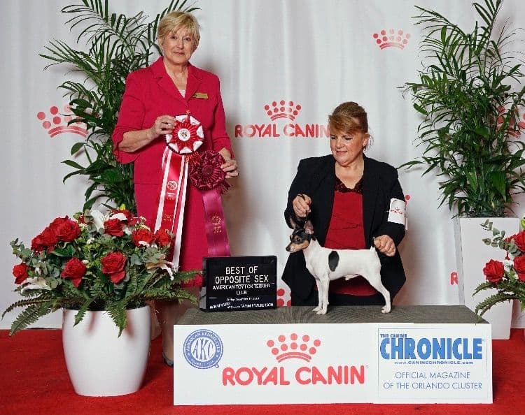 Toy Fox Terrier Puppies breeder image 3