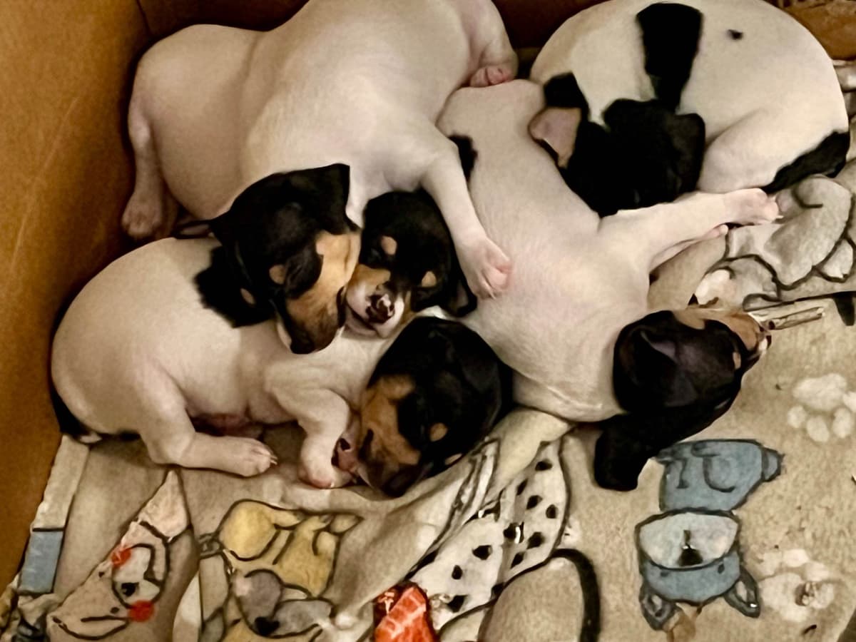 Toy Fox Terrier Puppies breeder image 5