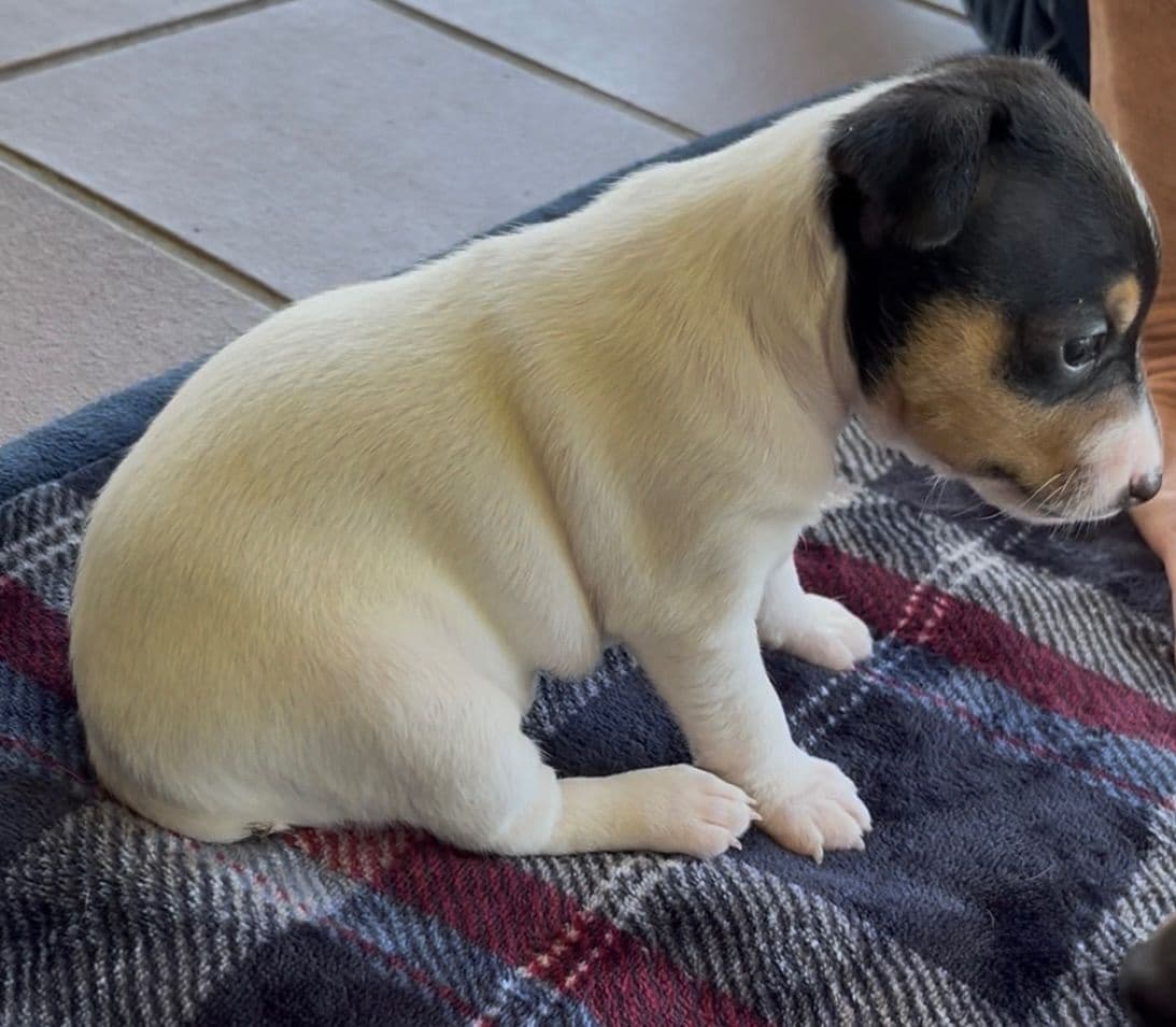 Toy Fox Terrier Puppies breeder image 7