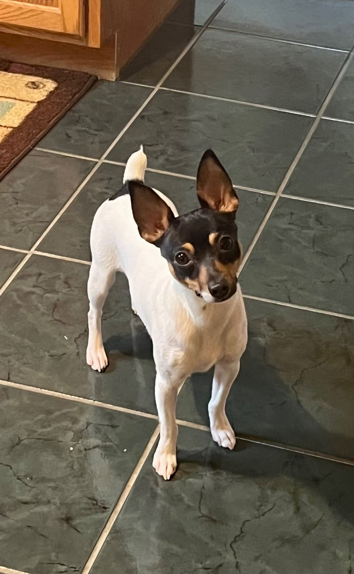 Toy Fox Terrier Puppies breeder image 8
