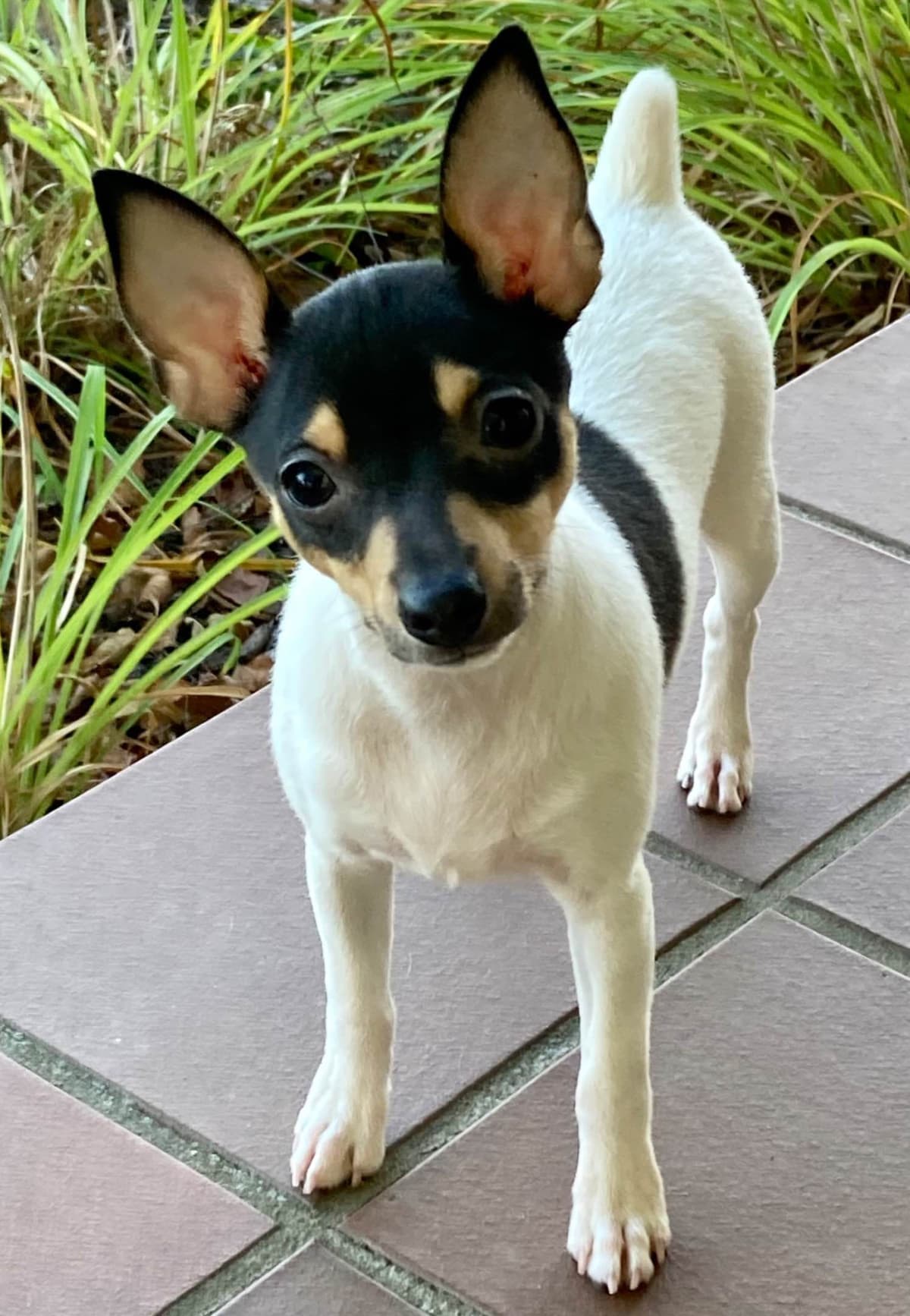 Toy Fox Terrier Puppies breeder image 9