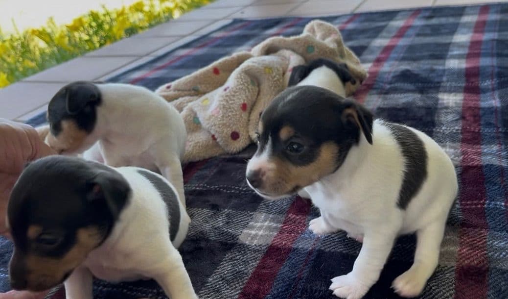 Toy Fox Terrier Puppies breeder image 10