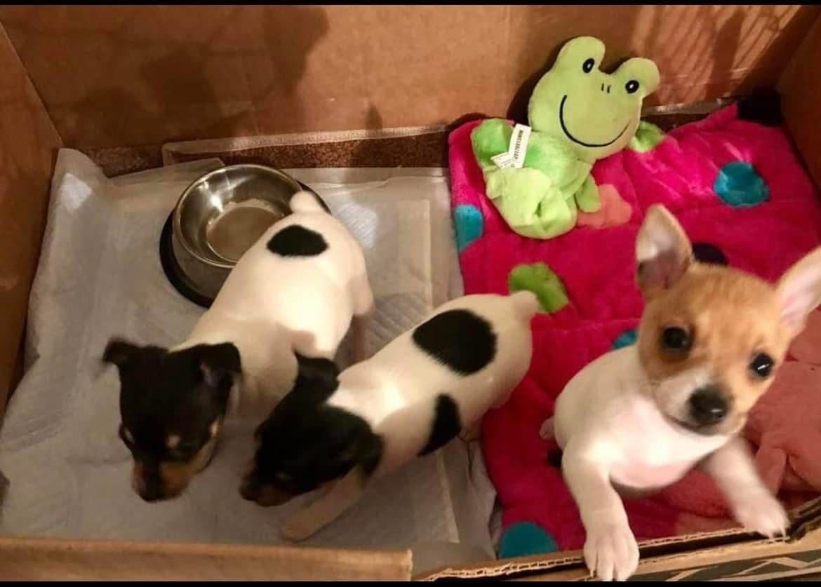 Toy Fox Terrier Puppies breeder image 14