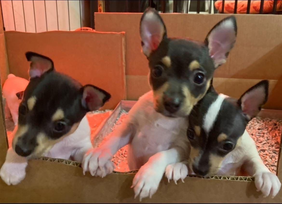 Toy Fox Terrier Puppies breeder image 15