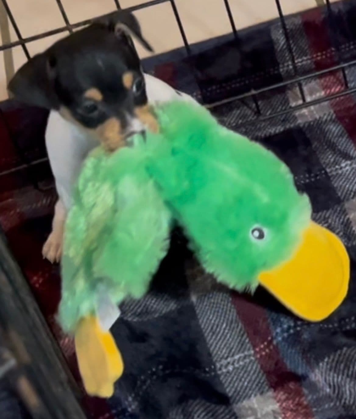 Toy Fox Terrier Puppies breeder image 16