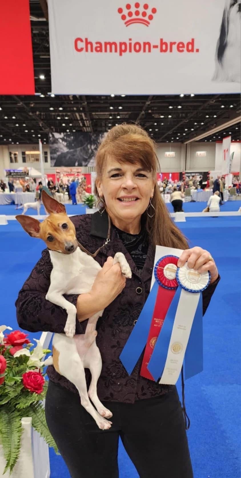 Toy Fox Terrier Puppies breeder image 17