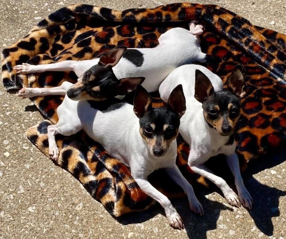 Toy Fox Terrier Puppies breeder image 18