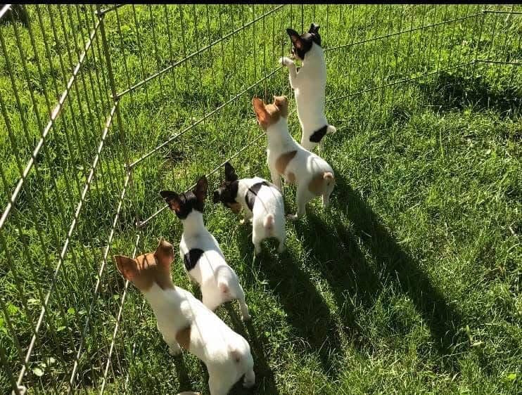 Toy Fox Terrier Puppies breeder image 19