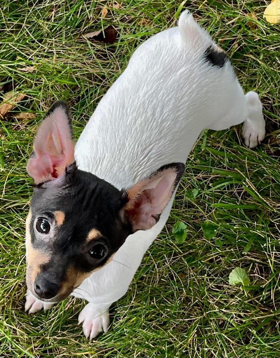 Toy Fox Terrier Puppies breeder image 20