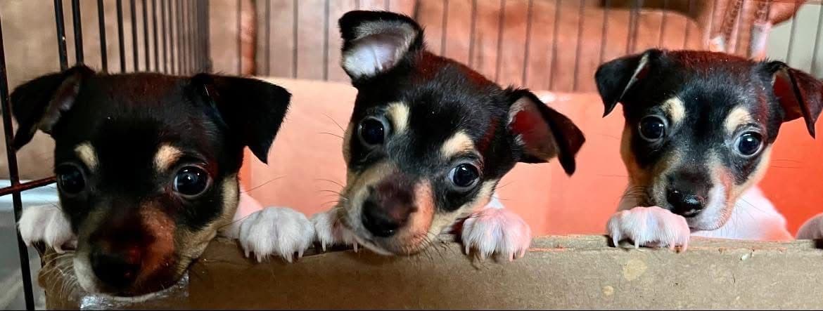 Toy Fox Terrier Puppies breeder image 22