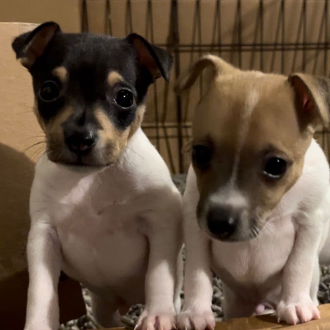 Toy Fox Terrier Puppies breeder image 24