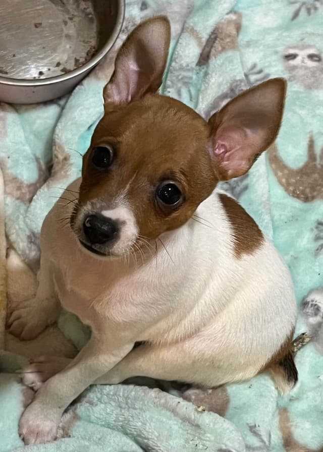 Toy Fox Terrier Puppies media 2
