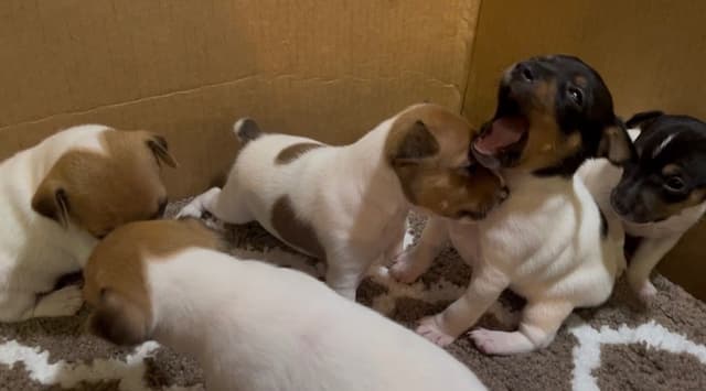 Toy Fox Terrier Puppies media 3