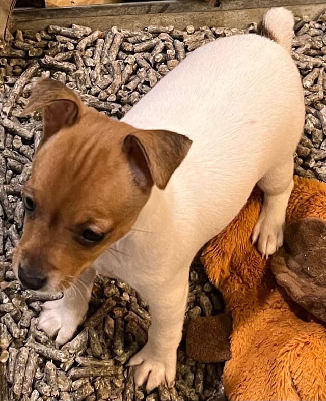 Toy Fox Terrier Puppies media 4